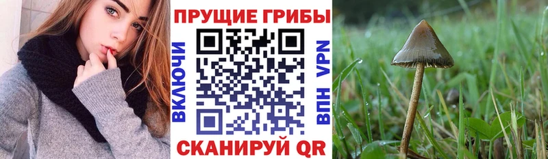Купить  Игра  Галлюциногенные грибы MAGIC MUSHROOMS 
